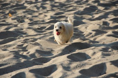 Kumda koşan bir köpek yavrusu. Küçük Maltese köpeği dışarıda oynuyor. Aile hayvanı. Hayvan bakımı. Yavru köpek nehir kumunda koşuyor..