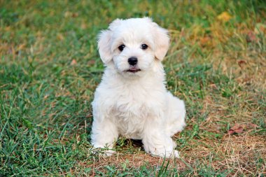 Yeşil çimlerin üzerinde oturan Maltipoo yavrusu. Küçük Maltese köpeği dışarıda oynuyor. Aile hayvanı. Beyaz köpek yürüyüşe çıktı.