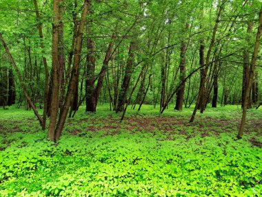 Yeşil ağaçları ve çalıları olan bir orman. Ağaçların arasındaki zengin bitki örtüsü. Yazın parkta yeşil ağaçlar ve çalılar