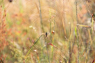 Örümcek ağı şafak vakti çiğ damlalarıyla kapanıyor. Güneş doğmadan önce ıslak çimenler. Su damlacıkları olan örümcek ağı. Örümcek Evi