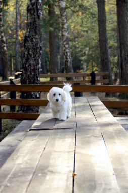 Yavru Maltipoo poz veriyor. Küçük Maltese köpeği dışarıda oynuyor. Aile hayvanı. Safkan bir köpek ahşap bir yol boyunca yürür. Beyaz Maltipoo Yavrusu