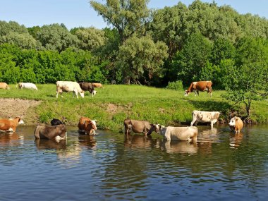 Nehir kenarındaki bir su birikintisinde inek sürüsü. İnekler yazın yeşil çiftlik otlaklarında otlarlar. Nehir kenarındaki çayırlarda otlayan ineklerle dolu bir manzara. Göllü Panorama ve evcil çiftlik hayvanları