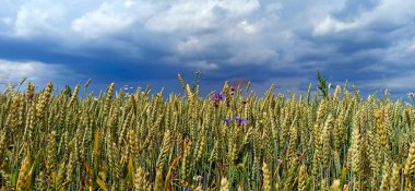 Summer landscape with rural field and stormy clouds. Rural panorama. Landscape in countryside. Gloomy landscape with large rainy clouds over field. Agricultural crops. Field with growing spikelets clipart