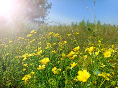 Summer flowering plants. Yellow flowers of Ranunculus. Yellow flower of buttercup blossoming in green grass. Herbal medicine. Field flowers in sunny rays clipart