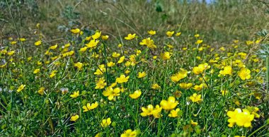 Yaz çiçekleri. Ranunculus 'un sarı çiçekleri. Çiçeğin sarı çiçeği yeşil çimlerde çiçek açıyor. Bitkisel ilaçlar. Tarla çiçekleri