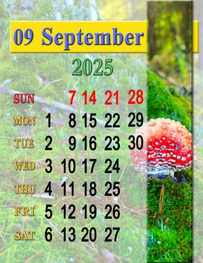 calendar for September 2025 with image of fly agaric in the forest. September calendar for 2025. Daily organizer. Business organizer. September 2025 calendar with image of poisonous mushroom clipart