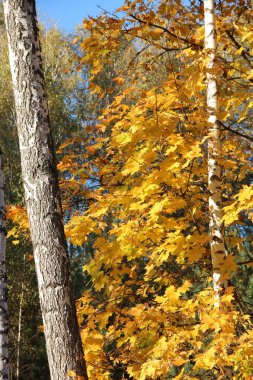 Sarı yapraklarla kaplı güzel ağaçlarla dolu bir sonbahar parkı. Mevsime özel. Sonbahar parkında çok renkli ağaçlar. Sarı akçaağaç yaprakları parkta