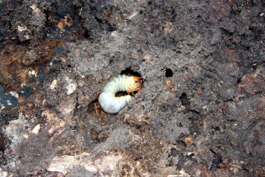 Larva of woodworm living under pine bark. Common furniture beetle. Insect pest. Wood pest insects close-up. Bark beetle larva close up inside wood. Woodworm on surface of old tree. Hole of Woodworm clipart