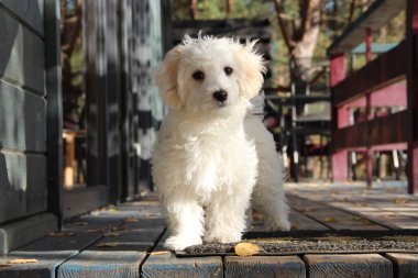 Yavru Maltipoo poz veriyor. Küçük Maltese köpeği dışarıda oynuyor. Aile hayvanı. Safkan bir köpek ahşap yol boyunca yürür. Beyaz Maltipoo Puppy. Kıllı köpek.