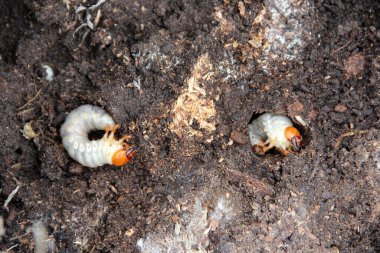 Larva of woodworm living under pine bark. Common furniture beetle. Insect pest. Wood pest insects close-up. Bark beetle larva close up inside wood. Woodworm on surface of old tree. Hole of Woodworm clipart