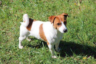 Saf Jack Russel Terrier köpeği güneşli bir yaz gününde dışarıda. Küçük Jack Russel Terrier köpeği yeşil çimlerin üzerinde duruyor. Popüler köpek cinsi. Evcil hayvan bahçenin çimlerinde yürüyor. Köpek portresi
