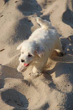 Kumda koşan bir köpek yavrusu. Küçük Maltese köpeği dışarıda oynuyor. Aile hayvanı. Hayvan bakımı. Yavru köpek nehir kumunda koşuyor..