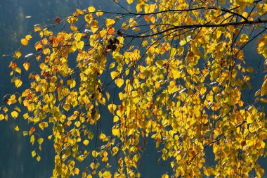 Sarı yapraklar orman gölünün arka planına yakın. Sonbahar havası. Sarı huş yaprağı. Sonbahar kaçamağı. Güzel sonbahar havası