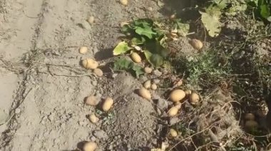 Toprakta taze organik patates tarlası kazma işlemi. Çiftçi traktörde çiftlikte patates topluyor. Tarım tarlası. Patates mahsulünü çıkarıyorum. Patates kazıcı iş başında.