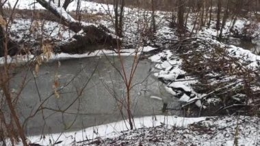 Kunduzlar tarafından yapılmış ağaç dallarından yapılmış baraj. Kunduzlar kışın baraj inşa etti. Kışın kiremitlerde kunduz barajı. Nutria (coypus) bir kış sahnesinde donmuş nehir kıyısında yoğun bir şekilde barajları üzerinde çalışırken görülür..