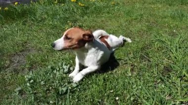 Köpek çimlerin üzerinde yuvarlanıyor. Russell Terrier yeşil çimlerde oynaşıyor. Saf Jack Russel Terrier köpeği güneşli bir yaz gününde dışarıda. Popüler köpek cinsi. Ev hayvanı