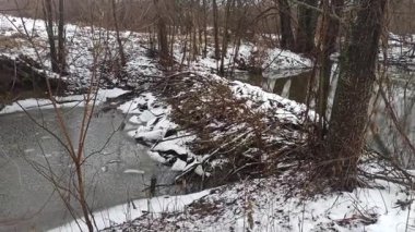 Kunduzlar tarafından yapılmış ağaç dallarından yapılmış baraj. Kunduzlar kışın baraj inşa etti. Kışın kiremitlerde kunduz barajı. Nutria (coypus) kış sahnesinde, donmuş nehir kıyısında barajları üzerinde yoğun bir şekilde çalışırken görülür..