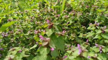 Lamium purpureum çiçekleri ve bahçede çiçek açan karahindiba çiçekleri. Isırgan otunun mor çiçekleri. İlkbaharda açan mor, ölü ısırgan otu. Mor başmelek ve sarı karahindiba bitkisi.