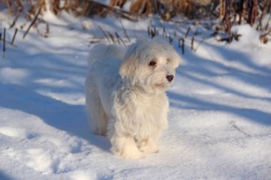 Köpekle kış yürüyüşü. Maltipoo köpeği karın üzerinde duruyor. Küçük Maltese köpeği dışarıda oynuyor. Aile hayvanı. Tatlı Maltipoo köpeği kışın dışarıda oynuyor.