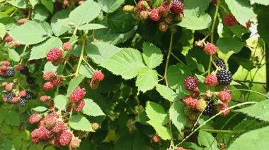 Bahçedeki çalılıklarda yetişen böğürtlen. Olgun böğürtlenler dalda. Böğürtlen ve ahududu karışımı. Siyah ahududu ve böğürtlen vitamin ve antioksidan açısından zengindir.