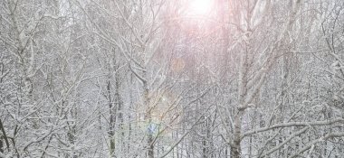 Karla kaplı ağaçlarla kaplı güzel bir kış manzarası. Kış ormanı boyunca güneşli ışınlar. Karda en üst ağaç dalları. Güzel ağaçlı kış parkı