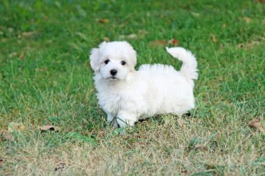Yeşil çimlerin üzerinde oturan Maltipoo yavrusu. Küçük köpek çimlerin üzerinde duruyor. Küçük Maltese köpeği dışarıda oynuyor. Aile hayvanı. Beyaz safkan köpek yavrusu. Köpek ve kanişin karışımı.