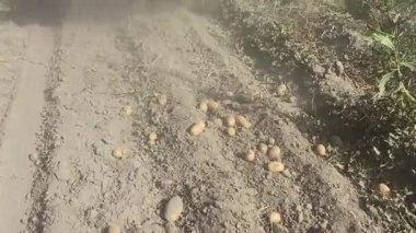 Traktör üzerinde tarımsal işler. Mekanize patates işleme. Patates sabanı. Mekanize mahsullerin tarım ürünlerinin yetiştirilmesi. Patates hasadı topluyorum. Patates kazıcı iş başında.