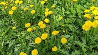 Sarı karahindibalar çitin altındaki yeşil çimlerde yetişir. Kırsalda ilkbahar çiçekleri. Harika bir bahar günü. İlkbaharda çiçek açan güzel karahindibalar