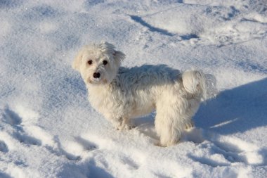 Köpekle kış yürüyüşü. Maltipoo köpeği karın üzerinde duruyor. Küçük Maltese köpeği dışarıda oynuyor. Aile hayvanı. Tatlı Maltipoo köpeği kışın dışarıda oynuyor.