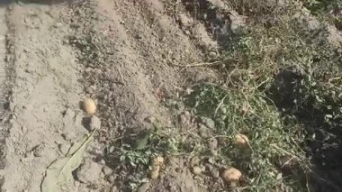 Traktör üzerinde tarımsal işler. Mekanize patates işleme. Patates sabanı. Mekanize mahsullerin tarım ürünlerinin yetiştirilmesi. Patates hasadı topluyorum. Patates kazıcı iş başında.