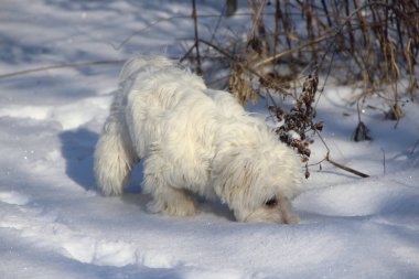 Köpekle kış yürüyüşü. Maltipoo köpeği karın üzerinde duruyor. Küçük Maltese köpeği dışarıda oynuyor. Aile hayvanı. Tatlı Maltipoo köpeği kışın dışarıda oynuyor.