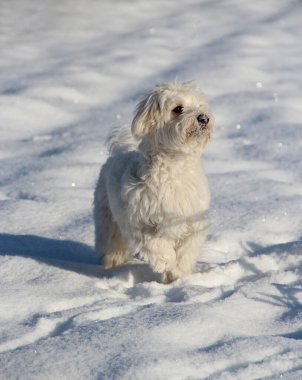 Köpekle kış yürüyüşü. Maltipoo köpeği karın üzerinde duruyor. Küçük Maltese köpeği dışarıda oynuyor. Aile hayvanı. Tatlı Maltipoo köpeği kışın dışarıda oynuyor.