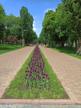 Köydeki kırsal eve giden yol. Köyde laleler büyüyor. Bahçedeki çiçek tarhında sarı ve kırmızı laleler. Bahar zamanı bahçesi. Bahçedeki güzel bahar laleleri