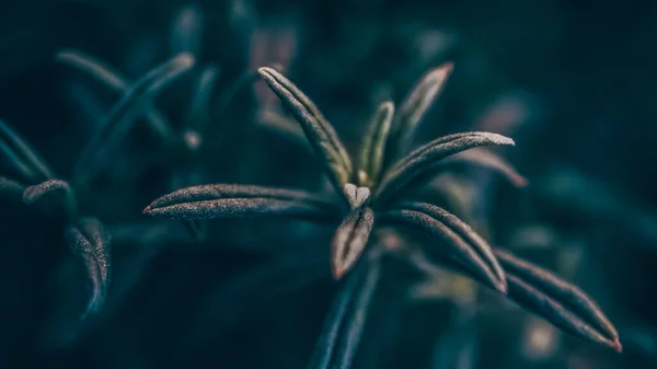 Stock image A simple natural concept. The plant was photographed from a macro position. Nature background. Emerald green natural concept with hints of petrol blue. Leaves and their shades.