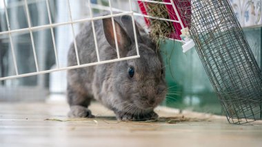 Gri tavşanlı evcil bir hayvanın görüntüsü. 