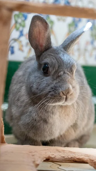 Portrait Image Pet Bunny Rabbit Wooden Frame — Stock Photo, Image