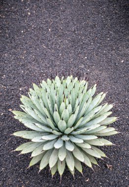 Bir kuş gözü, Lanzarote 'nin zengin volkanik toprağından büyüyen tek bir kaktüsün portre resmini yakından görür.