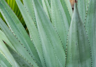 yeşil aloe Vera 'nın masaüstü duvar kağıdı arkaplanının makro görüntüsü