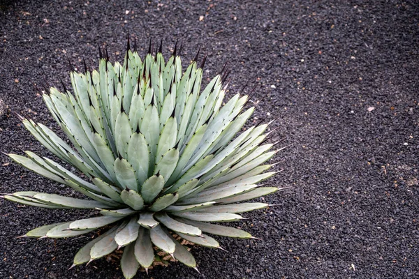 Close Landscape Image Single Cactus Growing Rich Volcanic Soil Lanzarote — Stock Photo, Image