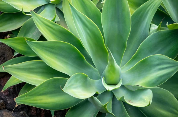 stock image a desktop wallpaper background image of a lime green cactus plant