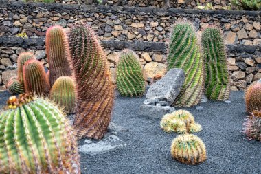 Lanzarote volkanik toprağında yetişen çeşitli spiral şekilli kaktüs bitkilerinden oluşan bir koleksiyon. 
