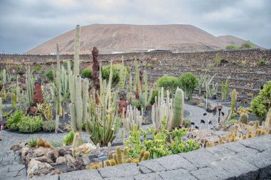 Lanzarote Adası 'ndaki muhteşem, peyzajlı kaktüs bahçelerinin manzarası..