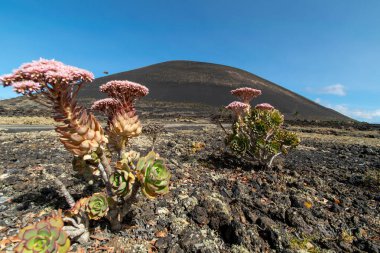 Lanzarote 'un volkanik olarak zengin topraklarında büyüyen bir çift çöl bitkisi.. 