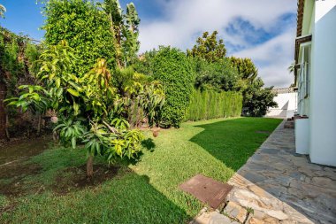 Akdeniz bahçesindeki küçük bir mango ağacının resmi.