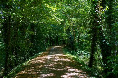 Yazın Treviso, Veneto, İtalya yakınlarındaki Sile nehrinin bisiklet yolu boyunca manzara