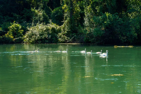 Schwanenfamilie Fluss Sile Der Nähe Von Treviso Venetien Italien Entlang — Stockfoto