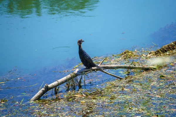 Vogel Auf Dem Radweg Des Flusses Sile Der Provinz Venedig — Stockfoto