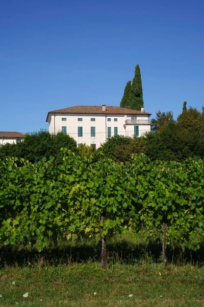 Vinmarker Langs Vejen Prosecco Conegliano Vines Treviso Provinsen Veneto Italien - Stock-foto