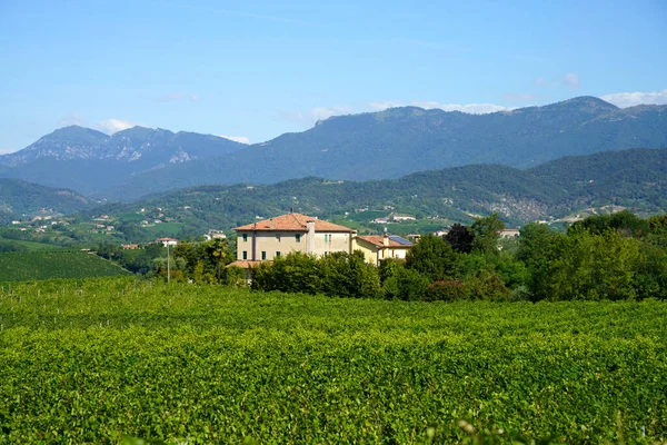 Vineyards Road Prosecco Conegliano Vines Treviso Province Veneto Italy Summer — Stock Photo, Image