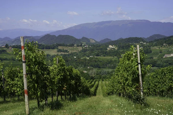 Szőlőültetvények Prosecco Conegliano Wines Mentén Treviso Tartományban Veneto Olaszország Nyáron — Stock Fotó